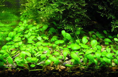 Glossostigma elatinoides Porcion 3x3cm