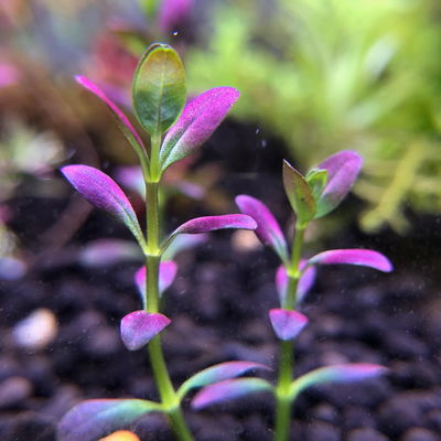 Rotala Florida x2