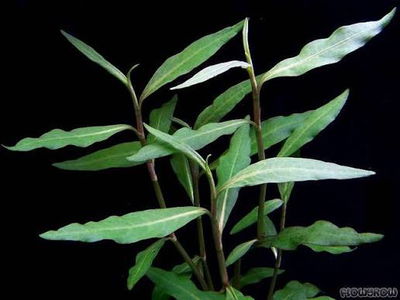 Polygonum Hydropiper x2
