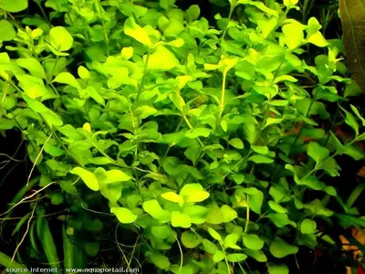 Bacopa Australis x3