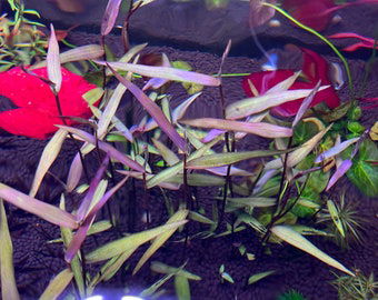Polygonum Kawagenum Purple Bamboo x2