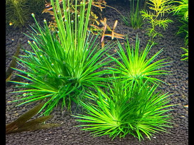 Eriocaulon Cinireum x1