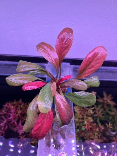 Samolus Parviflorus Red