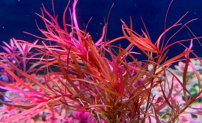 Ludwigia Arcuata x2