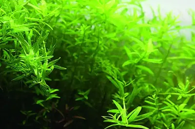 Rotala Sp Green x2