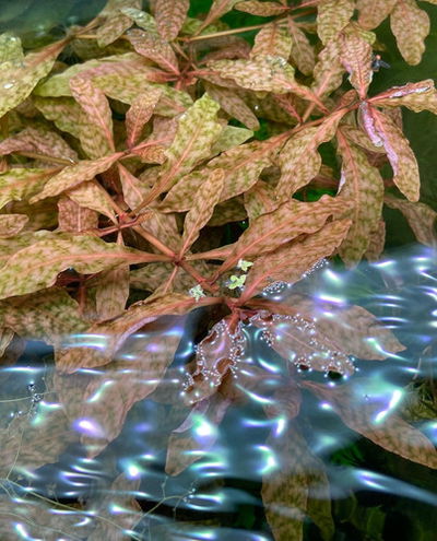 Hygrophila Brown Emergida x2
