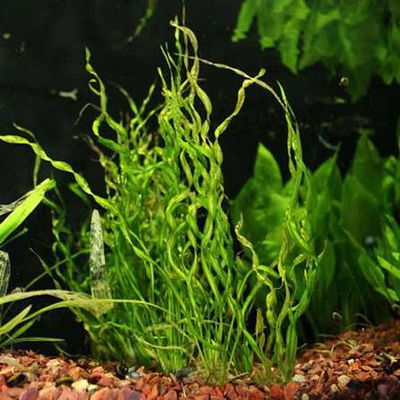 Echinodorus Vesuvius