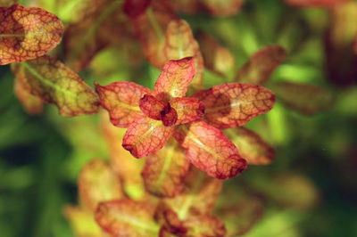 Ludwigia Senegalensis x2