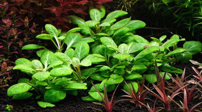 Lobelia Cardinalis Small Form x1