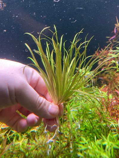 Blyxa Japonica x1