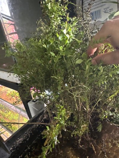 Bonsai Sp. Palustre