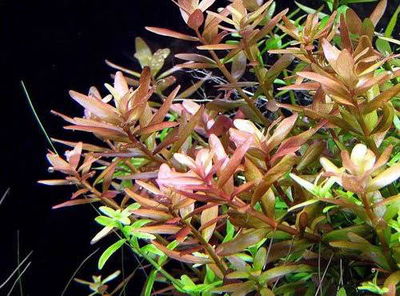 Rotala Rotundifolia x5