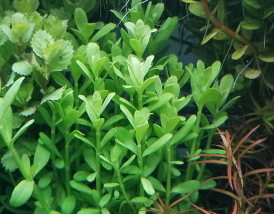 Hedyotis Salzmannii x3