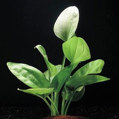 Echinodorus Argentinensis XL