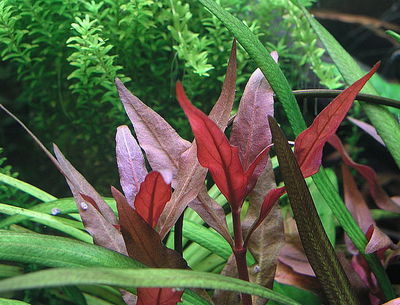 Alternathera Reinekii Rosaefolia x1