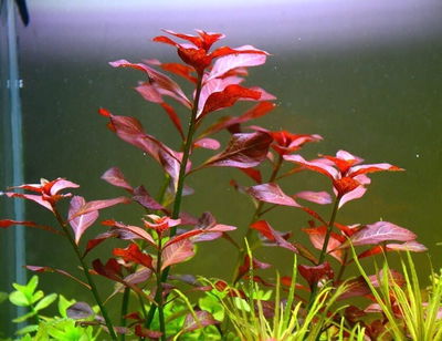 Ludwigia Rubin x2