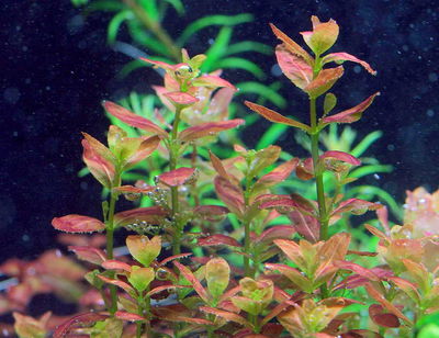 Cupea Anagolloidea x2