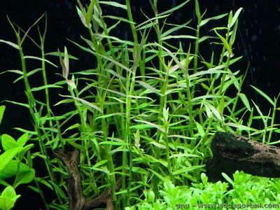Murdannia Kesiak x2