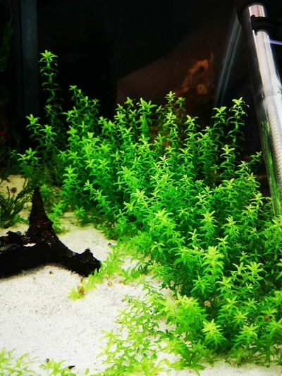 Hemianthus Glomeratus 4x4cm
