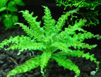 Pogostemon Helferi x1 