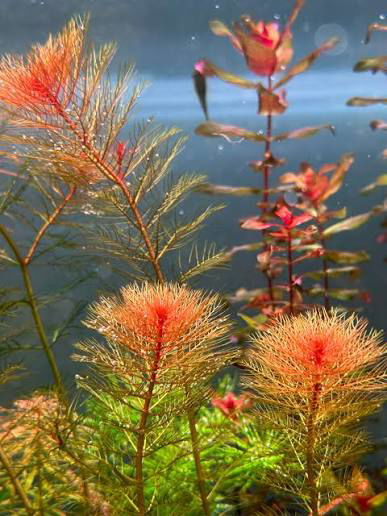 Myriophilum Tuberculatum Red x2