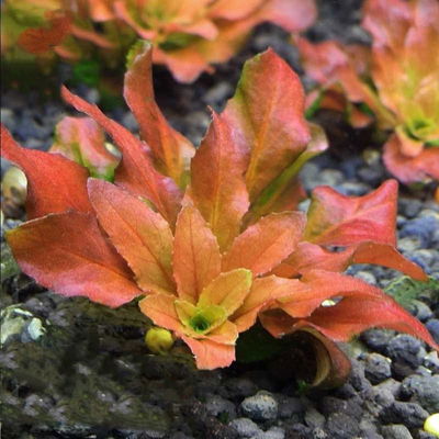 Ludwigia Sphaerocarpa Pilosa x1