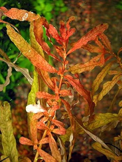 Ludwigia Inclinata Red x2