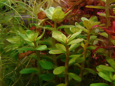 Ammania Bonsai x2