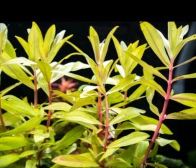 Ammania Pedicellata Emergida x2