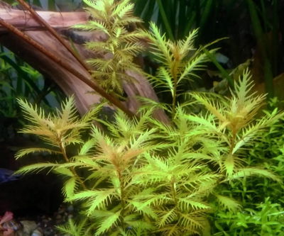 Proserpinaca Palustris x1