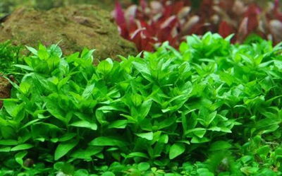 Staurogyne Repens x1