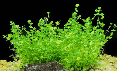 Micranthemum Umbrosum Porcion 4x4cm