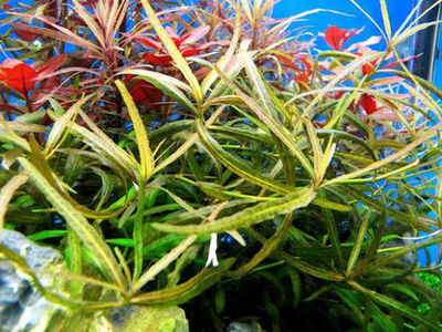 Hygrophila Sp Tiger x2