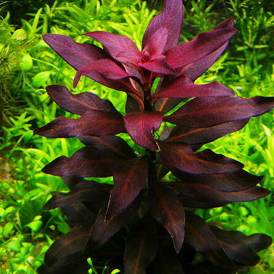 Ludwigia Glandulosa x1