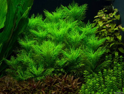 Hygrophila Balsámica x2