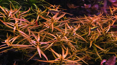 Ludwigia Brevipes x2