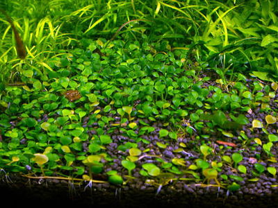 Marsilea Crenata Porcion 4x4cm