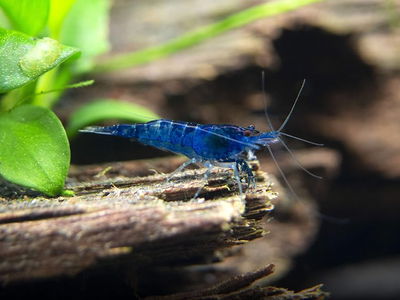 Camarón Blue Velvet (Neocaridina sp.) – Med