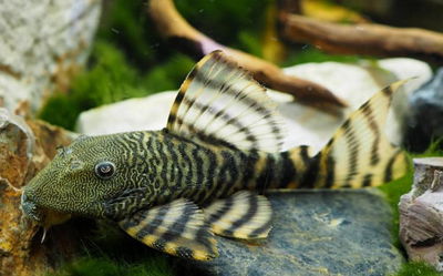 Pleco momon L226 (Panaqolus changae L226) – 4-6 cm