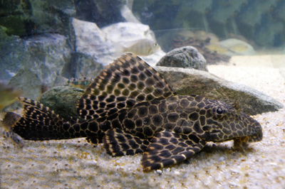 Pleco leopardo L083 (Glyptoperichthys sp.) – 10-12 cm
