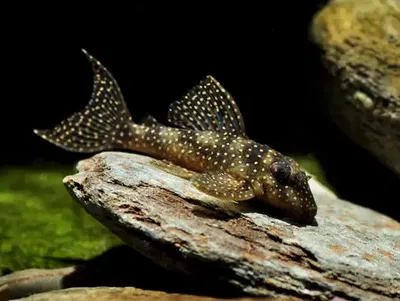 Hypancistrus angelicus L136 puntos amarillos (Hypancistrus sp. “L136”) – 7 cm