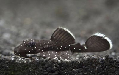 Ancistrus de puntos blancos L183 (Ancistrus dolichopterus) – 6 cm