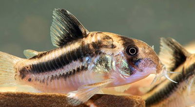 Corydoras CW169 (Corydoras sp. CW169) – 3 cm
