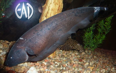 Itui fantasma calico (Apteronotus albifrons) – 7-8 cm