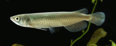 Arowana red point (Scleropages leichardti red point) – 35 cm