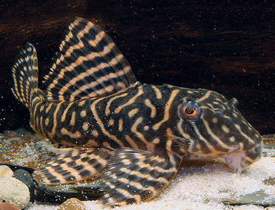 Pleco Rio Curua L401 Royal King (Hypancistrus sp.) – 4-5 cm