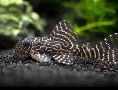 Pleco Monte Dorado L411 Reticulated (Hypancistrus sp.) – 5 cm