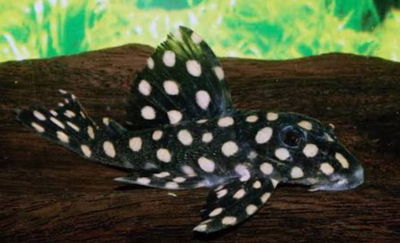 Pleco Inspector big spot L201 (Hypancistrus inspector) – 5 cm