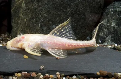 Pleco Adonis Albino (Acanthicus adonis var) – 4.5-6 cm