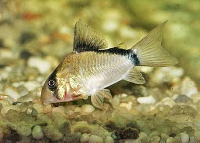 Corydoras Metae (Corydoras metae) – 2.5 cm